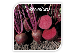 Seminte de sfecla rosie PABLO F1