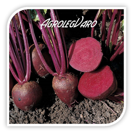 Seminte de sfecla rosie PABLO F1