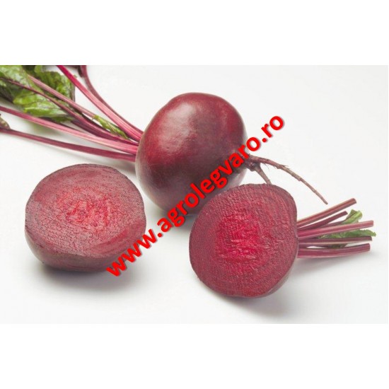 Seminte de sfecla rosie Zeppo F1