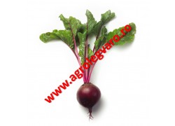 Seminte de sfecla rosie Zeppo F1
