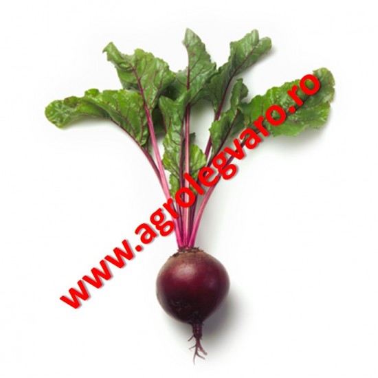 Seminte de sfecla rosie Zeppo F1