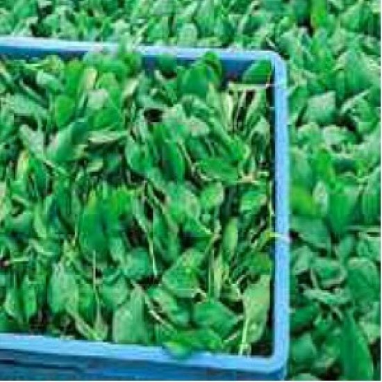 Seminte de spanac BALLET F1