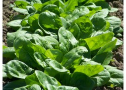 Seminte de spanac MATADOR HOL