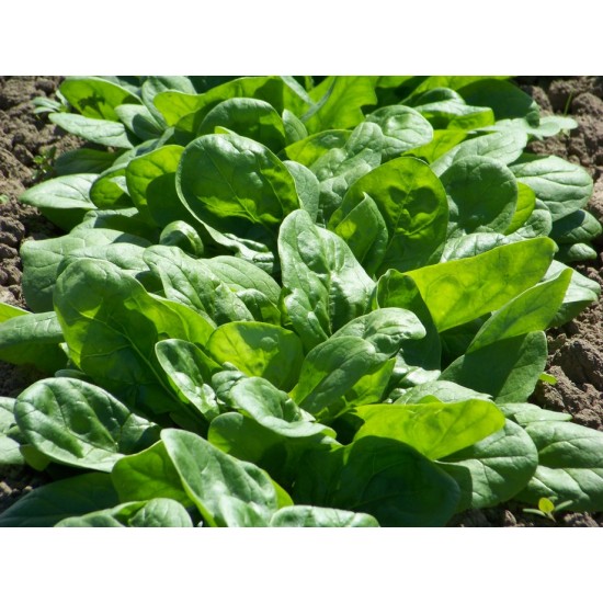 Seminte de spanac MATADOR HOL