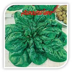 Seminte de spanac MATADOR