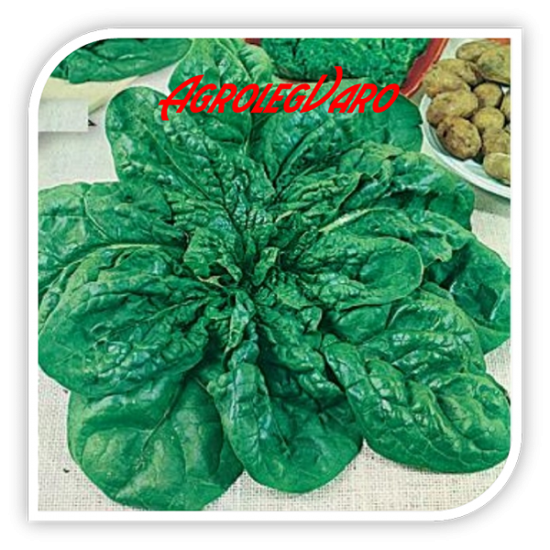 Seminte de spanac MATADOR