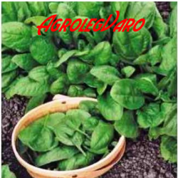 Seminte de spanac Nores