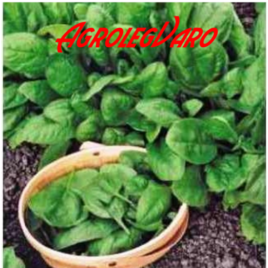 Seminte de spanac Nores