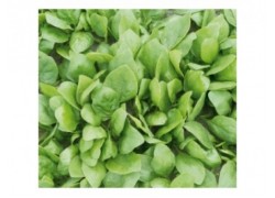 Seminte de spanac REMBOUR F1