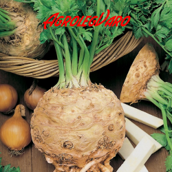 Seminte de telina Giant Prague