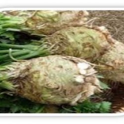 Seminte de telina NEON