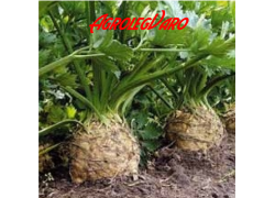 Seminte de telina REX