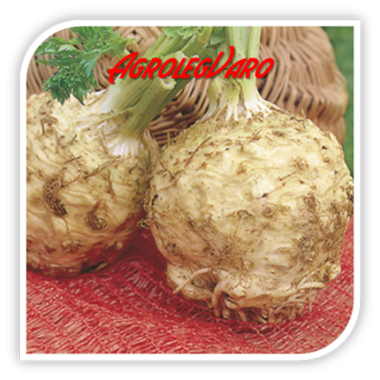 Seminte de telina de radacina BRILLIANT