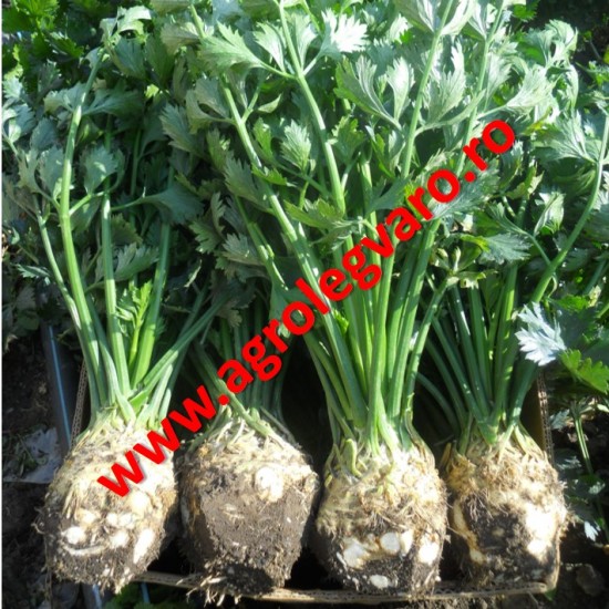 Seminte de telina de radacina Cisko 