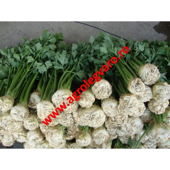 Seminte de telina de radacina Cisko 