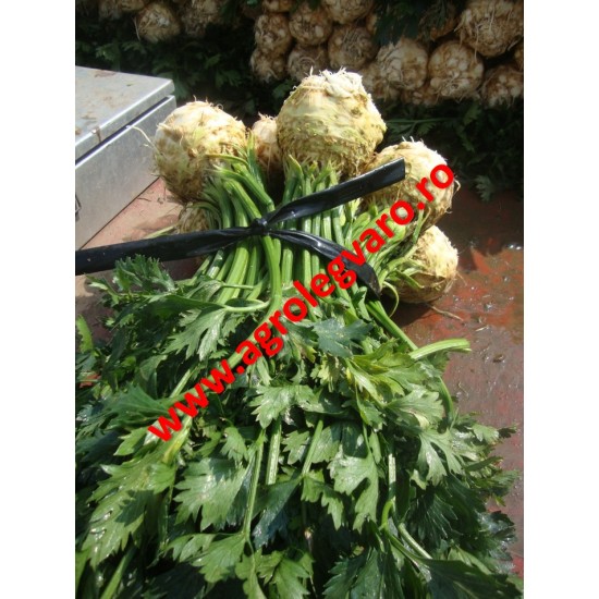 Seminte de telina de radacina Cisko 