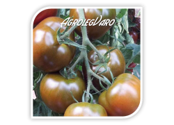 Seminte de tomate 132-283 F1