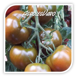 Seminte de tomate 132-283 F1