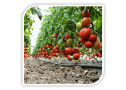 Seminte de tomate AGILIS F1