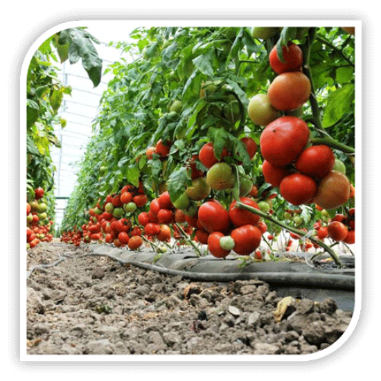 Seminte de tomate AGILIS F1