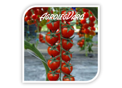 Seminte de tomate ALIGRIZZA F1