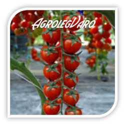Seminte de tomate ALIGRIZZA F1
