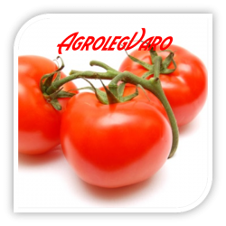 Seminte de tomate AMALIA