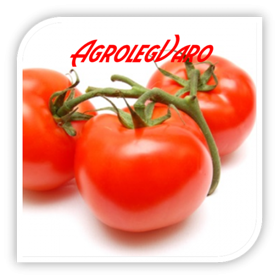 Seminte de tomate AMALIA