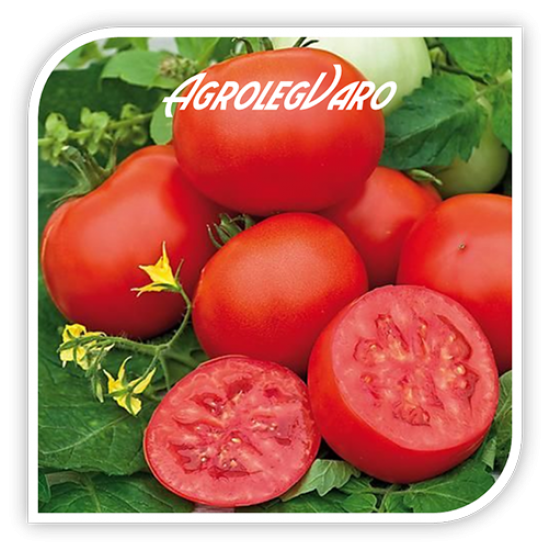 Seminte de tomate AMAPOLA F1