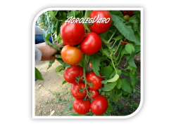 Seminte de tomate AMERIGO F1