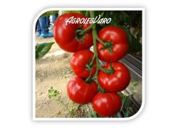 Seminte de tomate AMERIGO F1