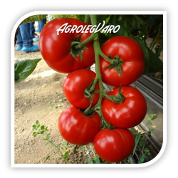 Seminte de tomate AMERIGO F1
