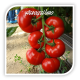 Seminte de tomate AMERIGO F1