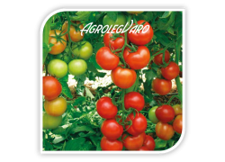 Seminte de tomate ANTALYA RN F1
