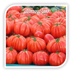 Seminte de tomate ARAWAK F1