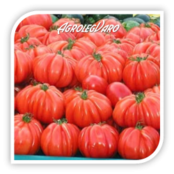 Seminte de tomate ARAWAK F1
