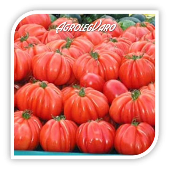 Seminte de tomate ARAWAK F1