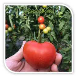 Seminte de tomate AX-6028 F1