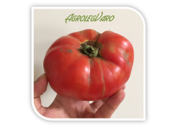 Seminte de tomate AZRA F1
