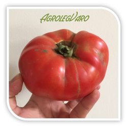 Seminte de tomate AZRA F1