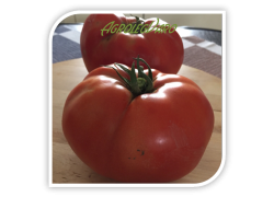 Seminte de tomate AZRA F1