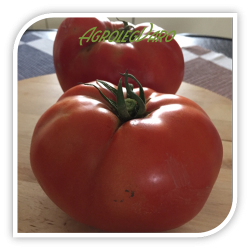 Seminte de tomate AZRA F1