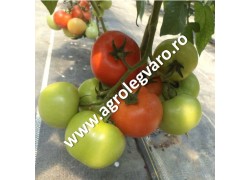 Seminte de tomate Abellus F1