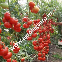 Seminte de tomate Abellus F1
