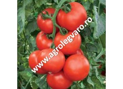 Seminte de tomate Abellus F1
