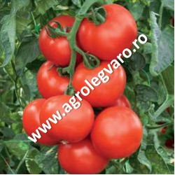 Seminte de tomate Abellus F1