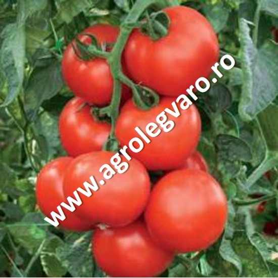 Seminte de tomate Abellus F1