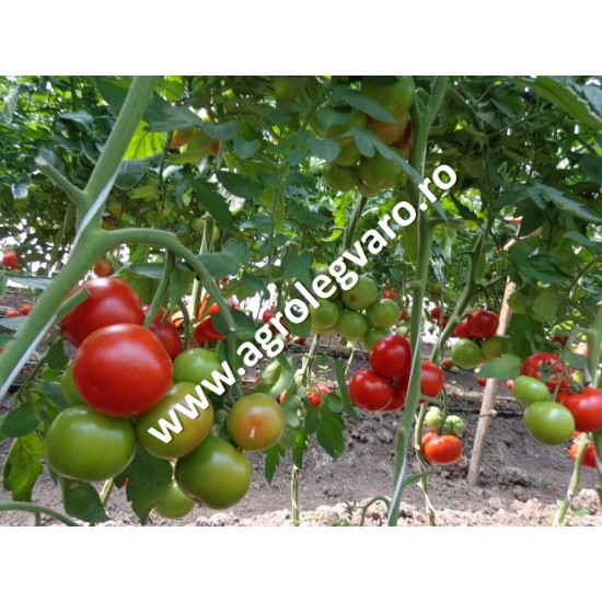 Seminte de tomate Alamina F1