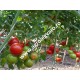 Seminte de tomate Alamina F1