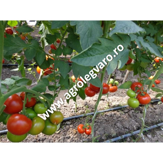 Seminte de tomate Alamina F1